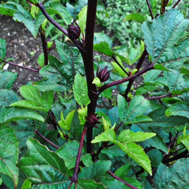 Roselle / Hibiscus
