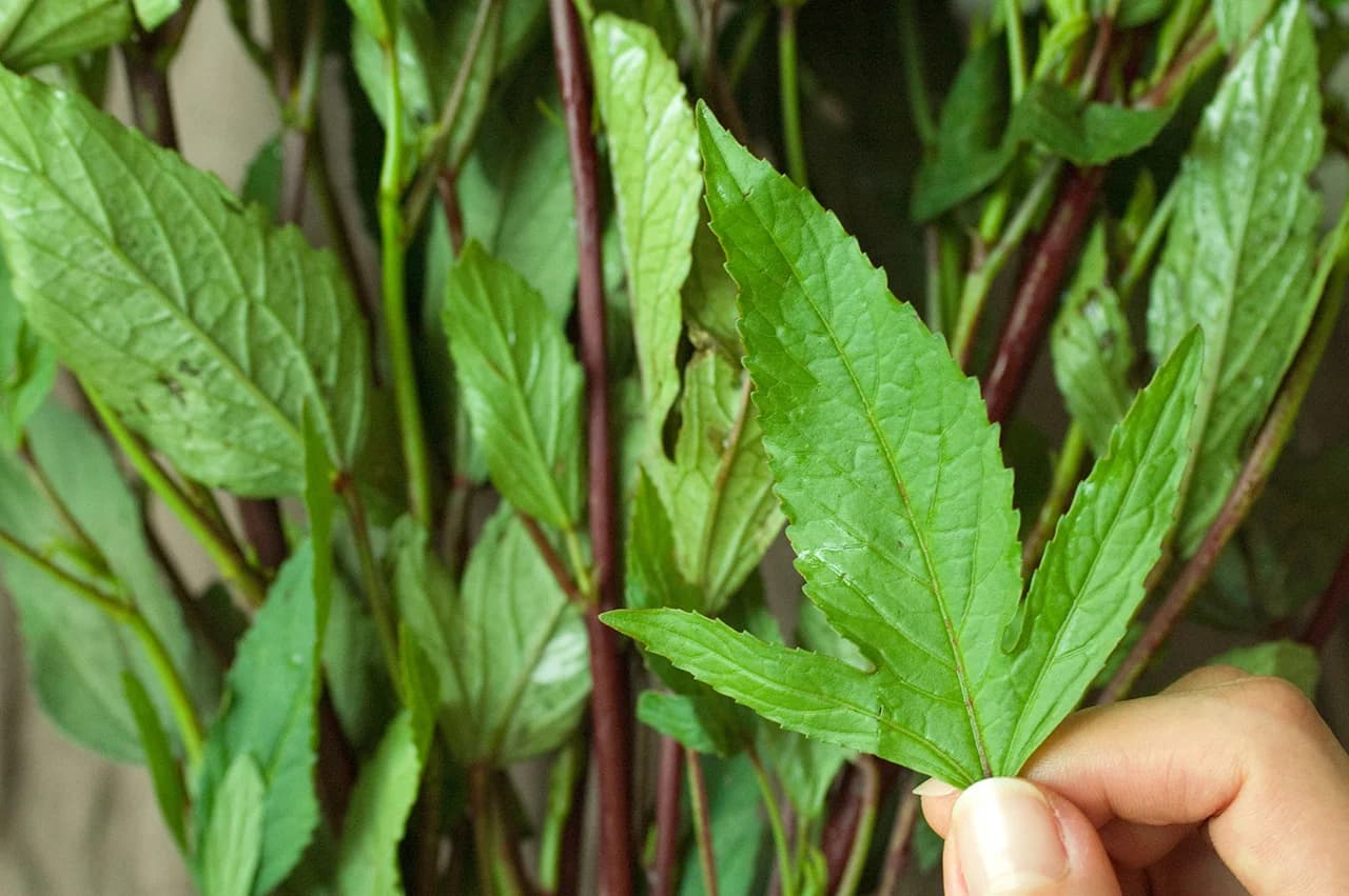 Sweet Leaves
